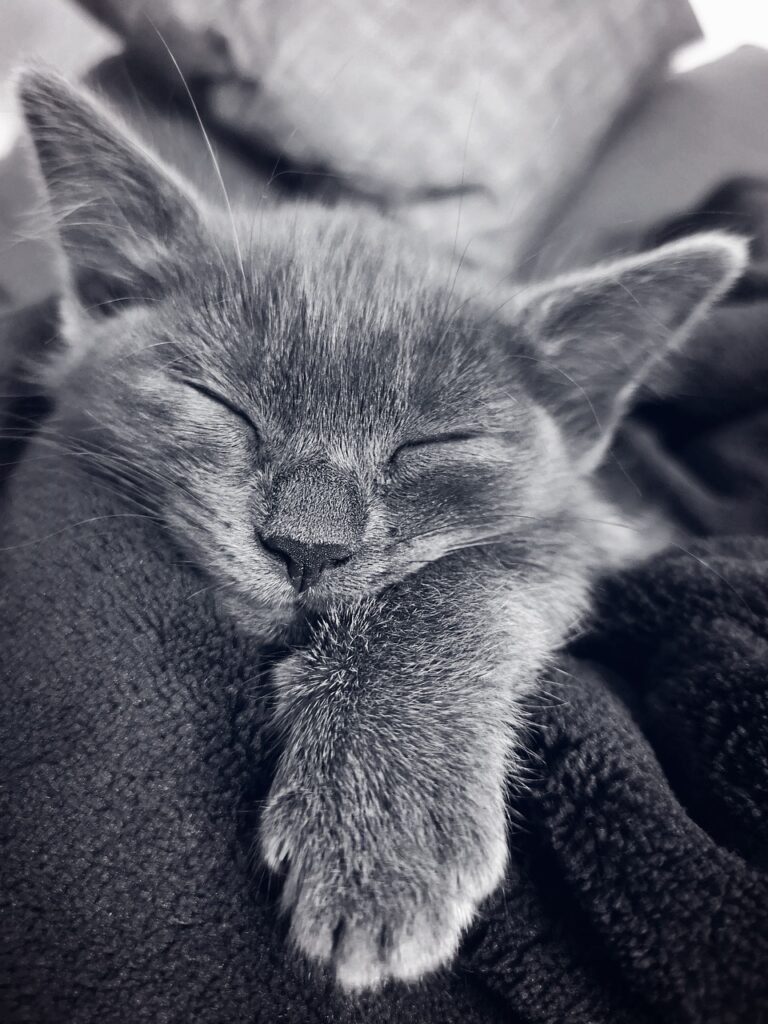 cat, kitten, animal, sleeping, pet, feline, anima, mammal, monochrome, fur, whiskers