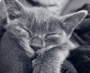 cat, kitten, animal, sleeping, pet, feline, anima, mammal, monochrome, fur, whiskers